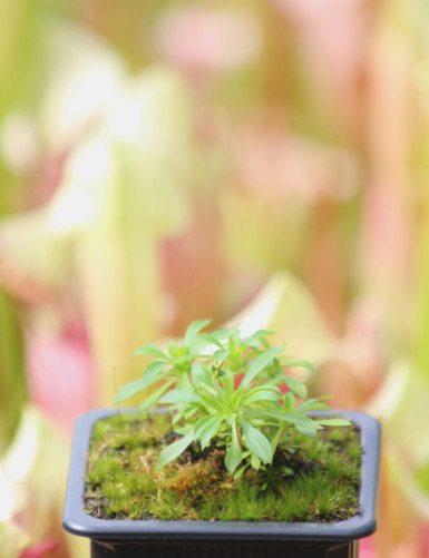 Stylidium adnate