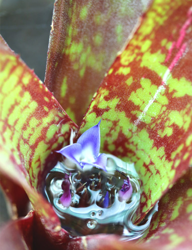 Plante terrarium Neoregelia dartanion