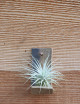 copy of Tectorum presented