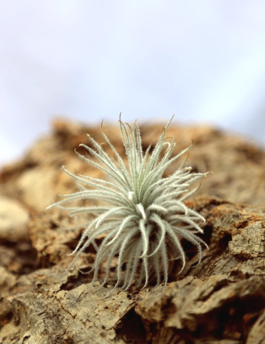 Tectorum présenté - TC