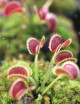 Dionaea muscipula 'Dientes de tiburón'