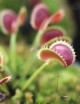 Dionaea muscipula 'Dientes de tiburón'