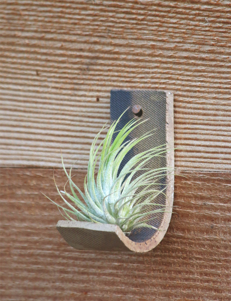 Ionantha var. ionantha présenté - TC