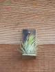 Ionantha var. ionantha presentada - TC
