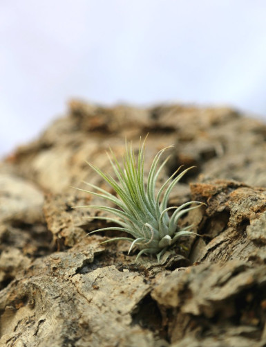 Ionantha var. ionantha présenté - TC
