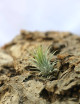 Ionantha var. ionantha présenté - TC