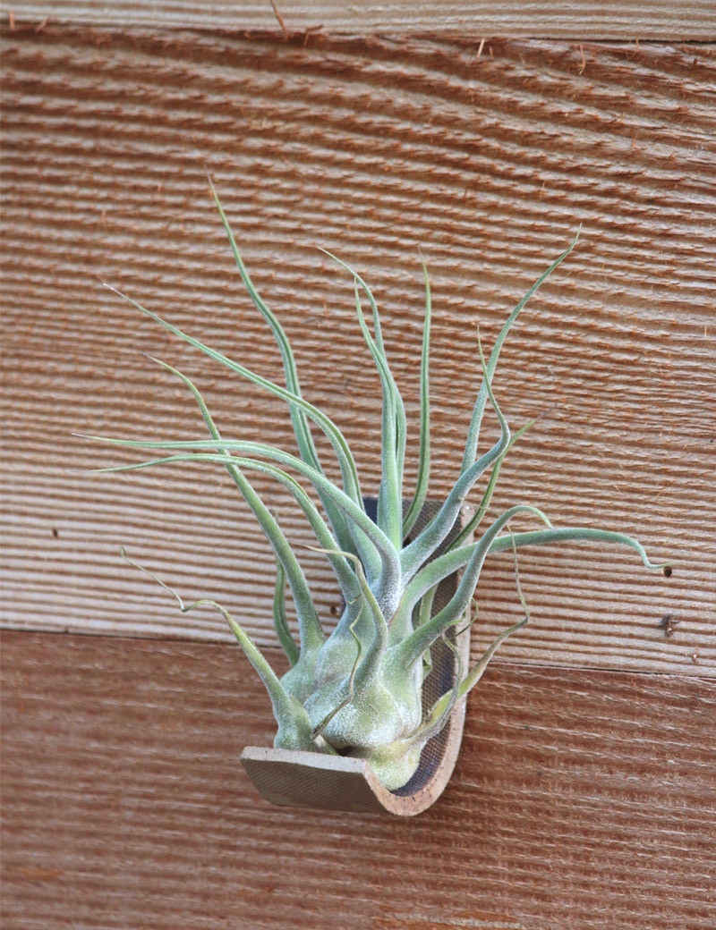 copy of Oaxacana presented No.1