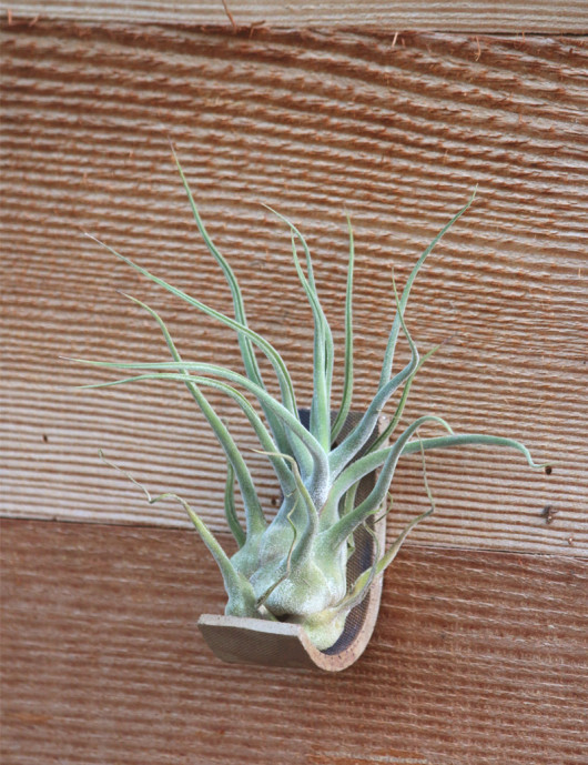 copy of Oaxacana presented No.1