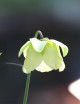 Sarracenia alata citronela