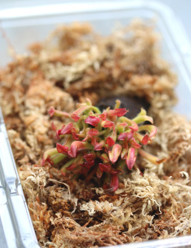Heliamphora heterodoxa x Minor