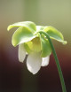 Sarracenia purpurea venosa "toda verde"