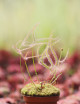 Drosera binata var. dichotoma plante carnivore