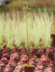 Drosera binata var. dichotoma giant form