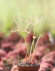 Drosera binata ghost plante carnivore