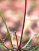 Drosera binata "red stems"