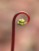 Drosera binata "tiges rouges" plante carnivore
