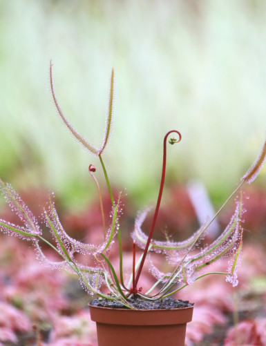 Drosera binata "red stems"