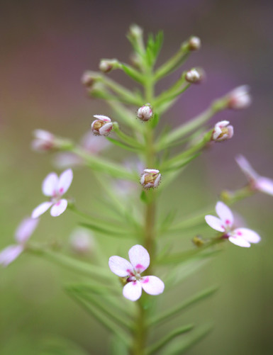 Stylidium adnate