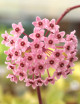 Fleur de porcelaine Hoya carnosa tricolor