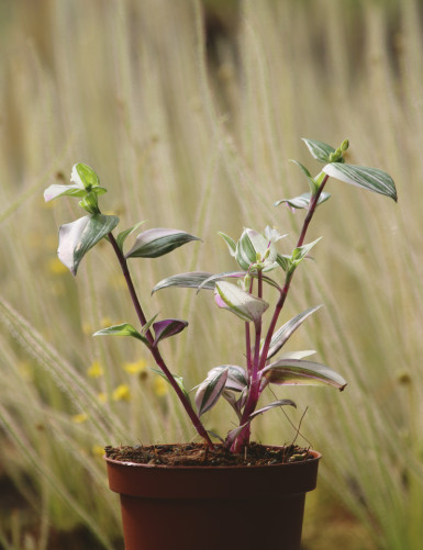 Tradescantia bicolor...