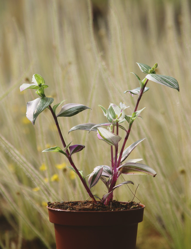 Plantes terrariums Tradescantia tricolor - misère tricolor