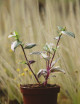 Plantes terrariums Tradescantia tricolor - misère tricolor