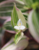 Plantes terrariums Tradescantia tricolor - misère tricolor