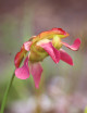 Sarracenia x catesbaei