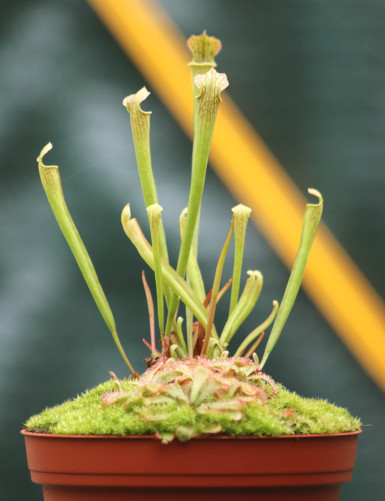 DUO - Sarracenia farnhamii...