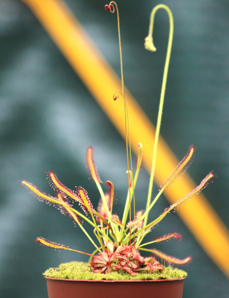 DUO - Drosera capensis et Drosera Aliciae plante carnivore