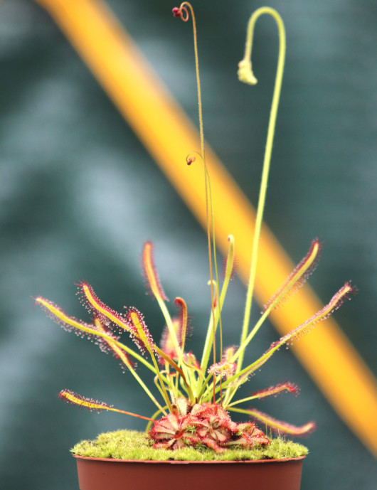 DUO - Drosera capensis et Drosera Aliciae plante carnivore