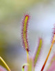 DUO - Drosera capensis et Drosera Aliciae plante carnivore