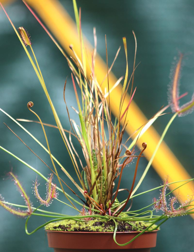 DÚO - Drosera binata y Xyris sp.