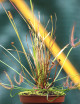 DUO - Drosera binata and Xyris sp.