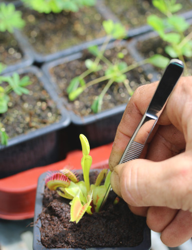 Potting tongs - 14cm