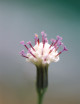 Senecio rowleyanus | To transplant