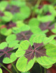DUO - Oxalis y Chlorophytum