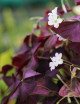 DUO - Oxalis y Chlorophytum