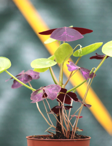 DÚO - Pilea y Oxalis