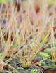 Drosera filiformis 'rouge' plante carnivore