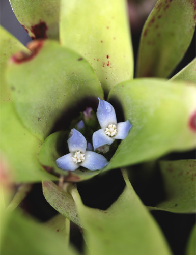 Neoregelia abendrothae