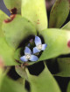 Neoregelia abendrothae