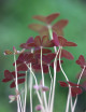 Oxalis bicolor