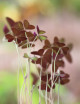 Oxalis bicolor