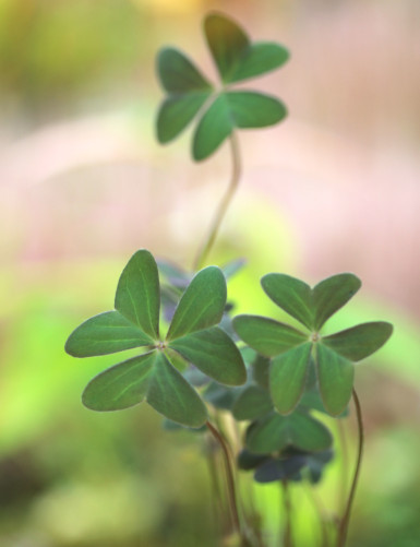 Plantes terrariums Oxalis bicolor