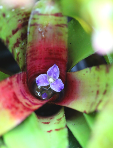 Plante terrarium Neoregelia ampullacea purpurea