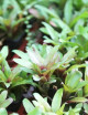 DUO- Neoregelia et Plecthranthus
