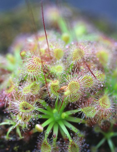 Drosera omissa plante carnivore