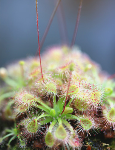 Drosera omissa plante carnivore