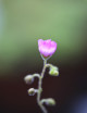 Drosera omissa plante carnivore